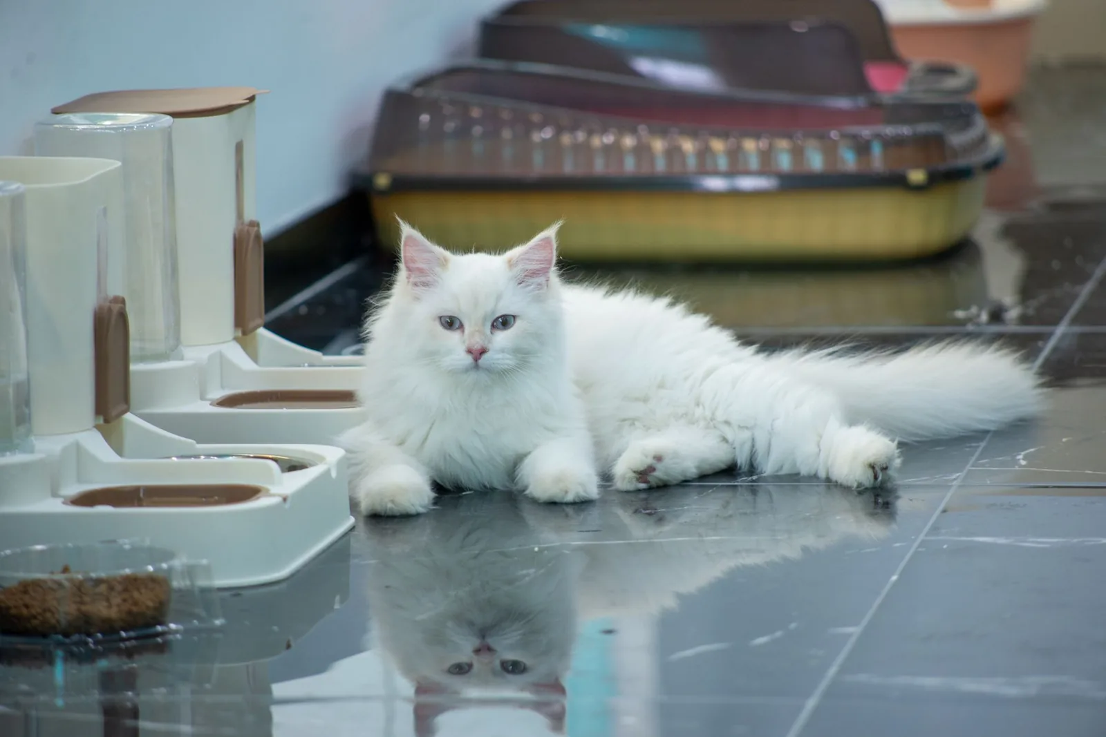 Gato branco de pelo comprido deitado no chão, junto a comedouros e dispensadores de ração