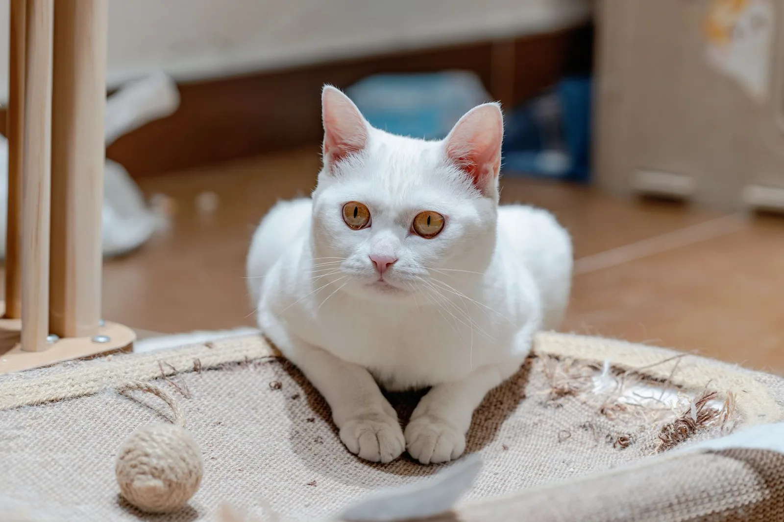Gato branco de olhos cor de âmbar deitado sobre um arranhador, ao lado de uma bola de sisal
