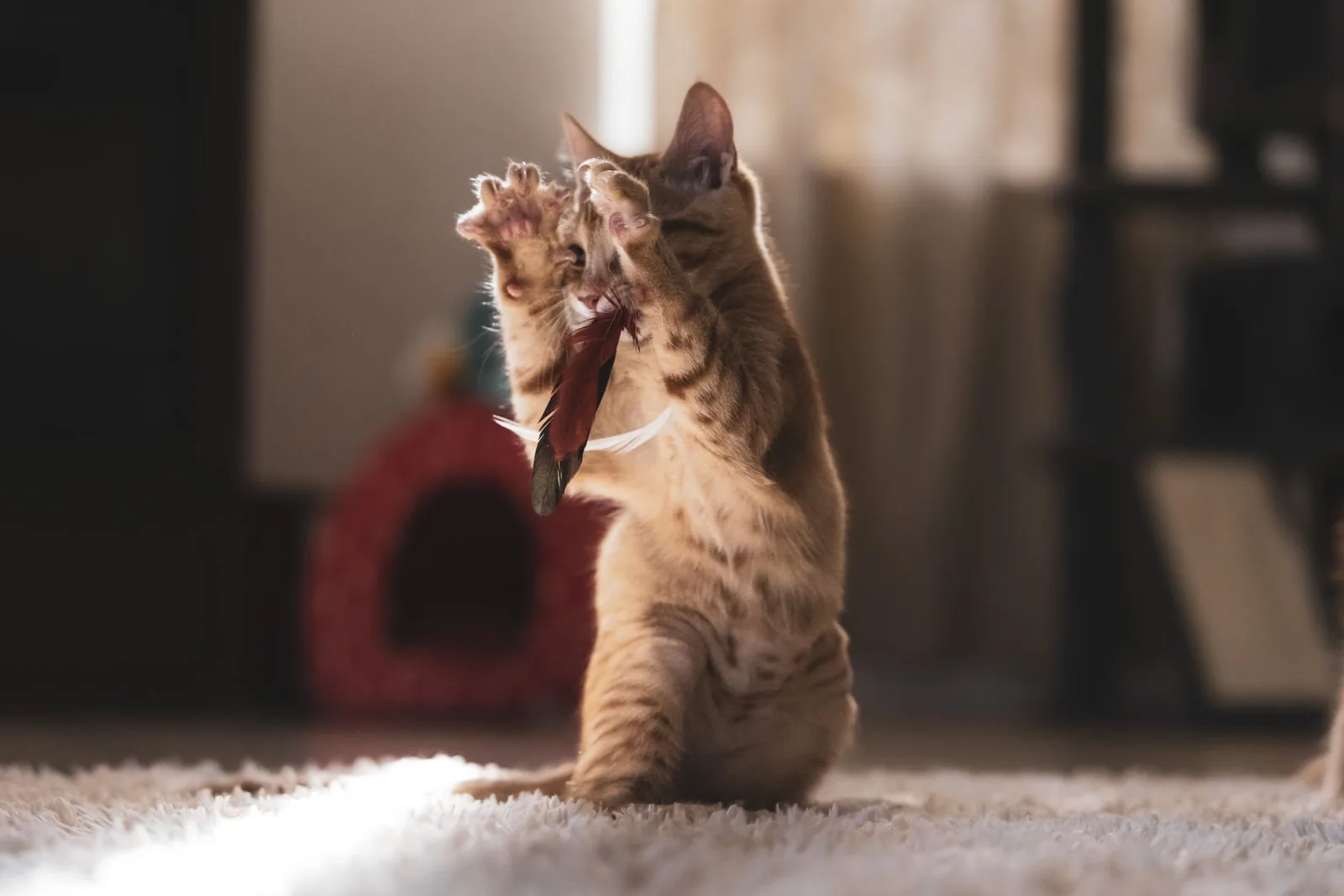Gatinho de pé nas patas traseiras a apanhar um brinquedo de penas numa sala iluminada