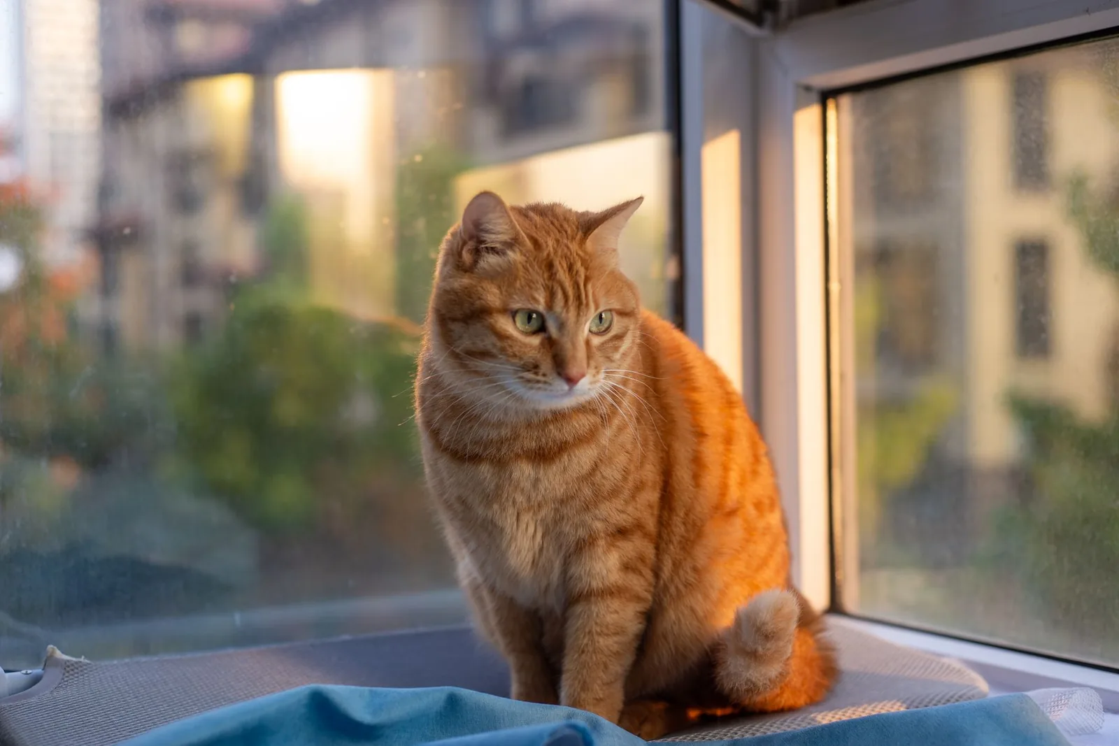 Gato laranja sentado junto a uma janela, a olhar para o exterior ao pôr do sol