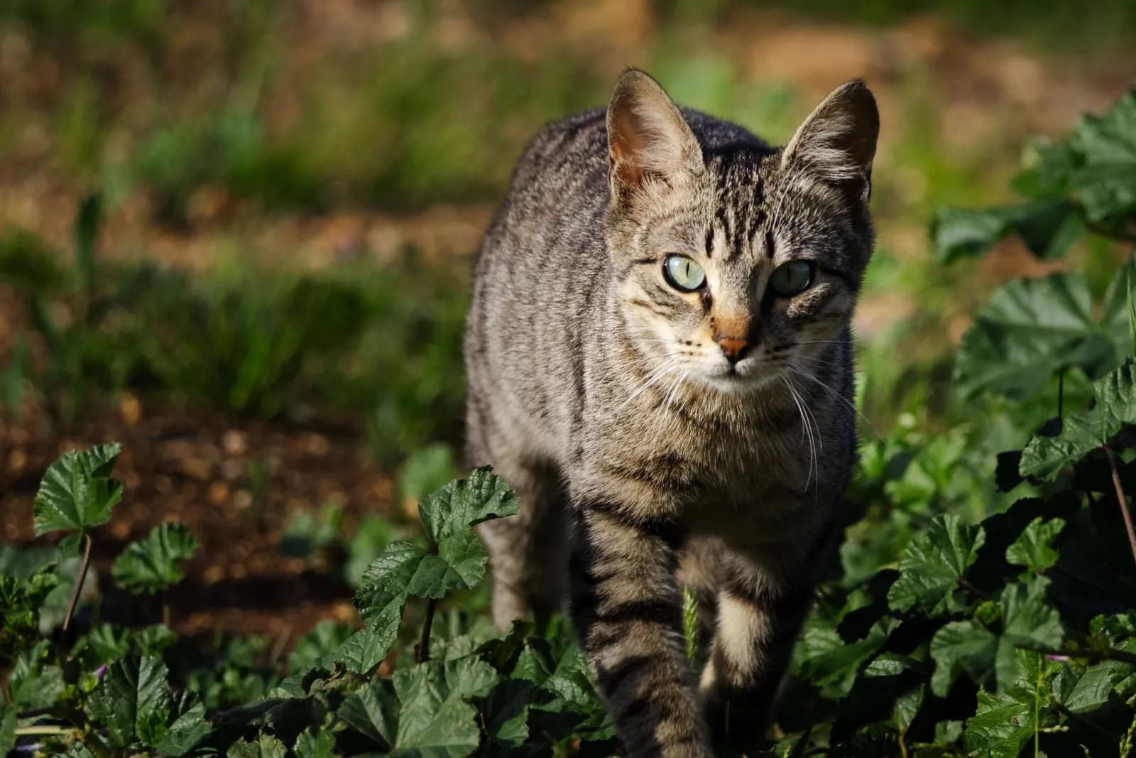Gato malhado a caminhar entre a vegetação de um jardim, com um olhar atento